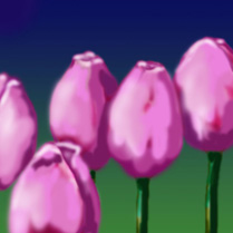 pink tulips